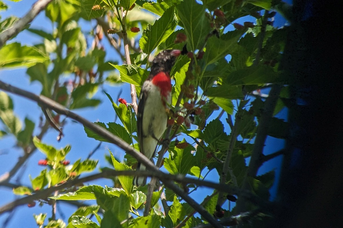 Rose-breasted Grosbeak - Richard Fray