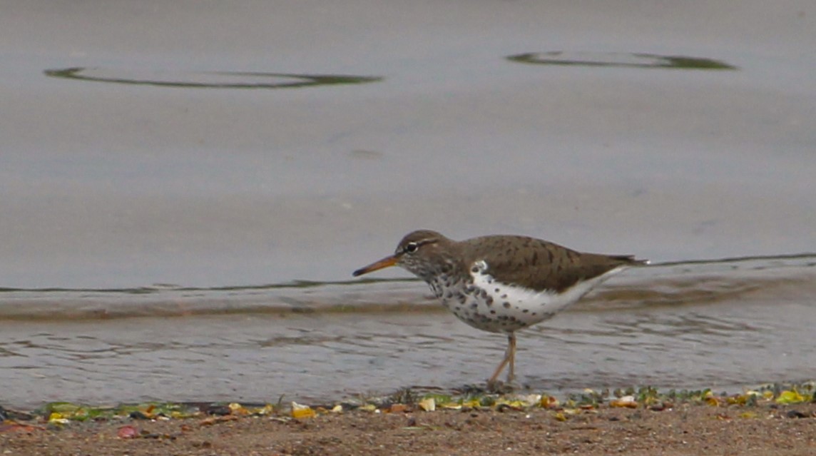 Spotted Sandpiper - Hilary Dickson