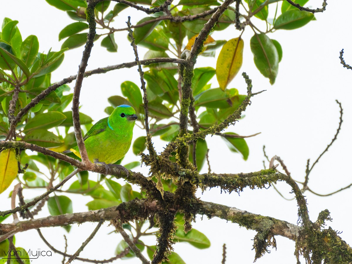 Golden-browed Chlorophonia - Ivan Mujica