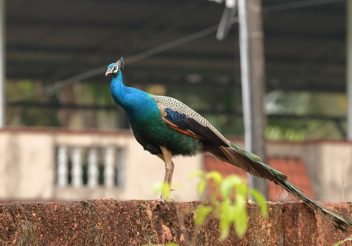 Indian Peafowl - Shashidhar Joshi