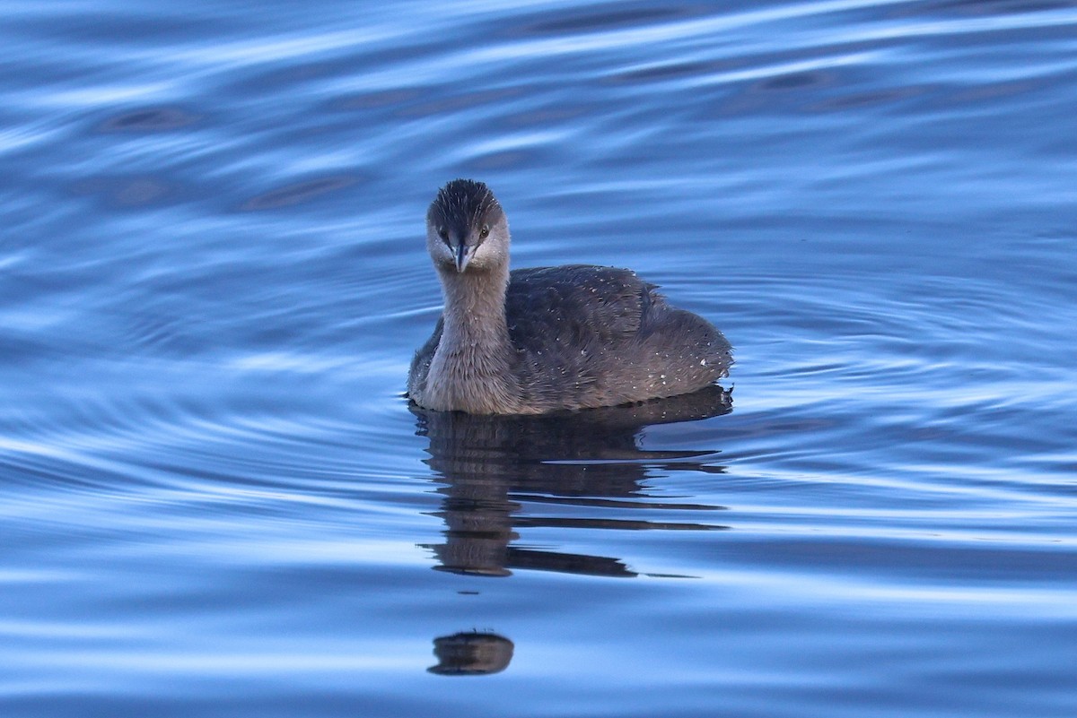 Hoary-headed Grebe - Lorix Bertling