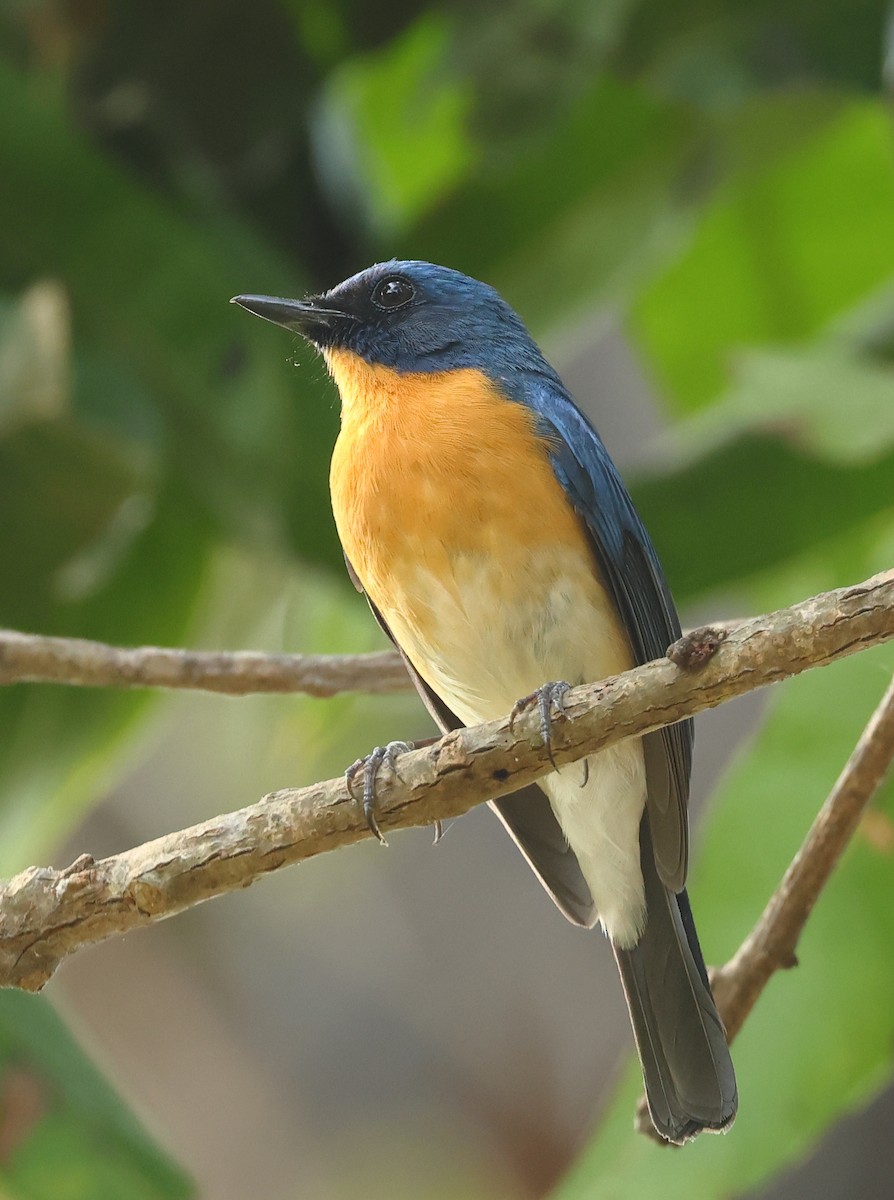 Tickell's Blue Flycatcher - Shashidhar Joshi