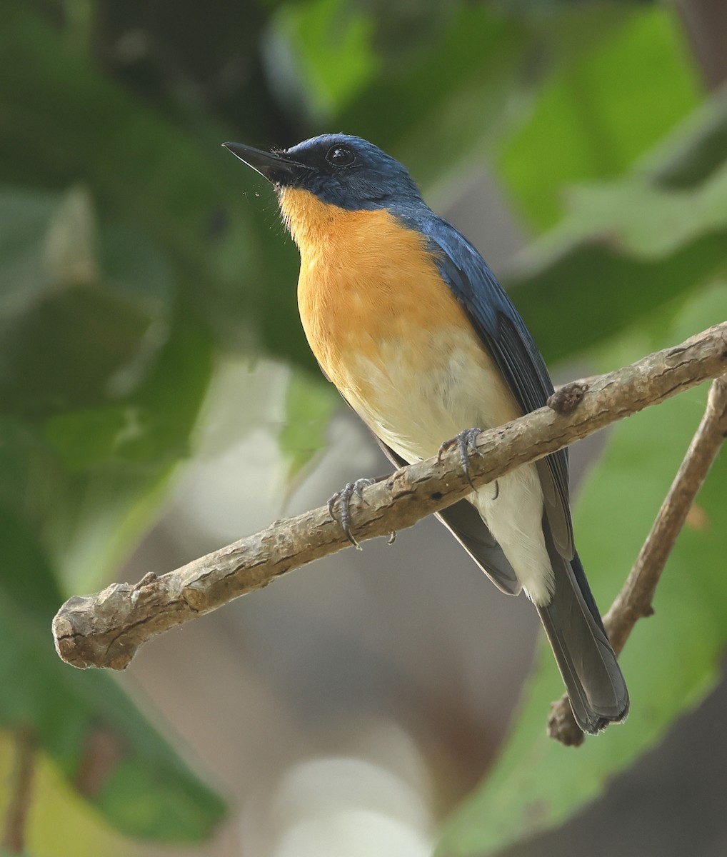 Tickell's Blue Flycatcher - Shashidhar Joshi