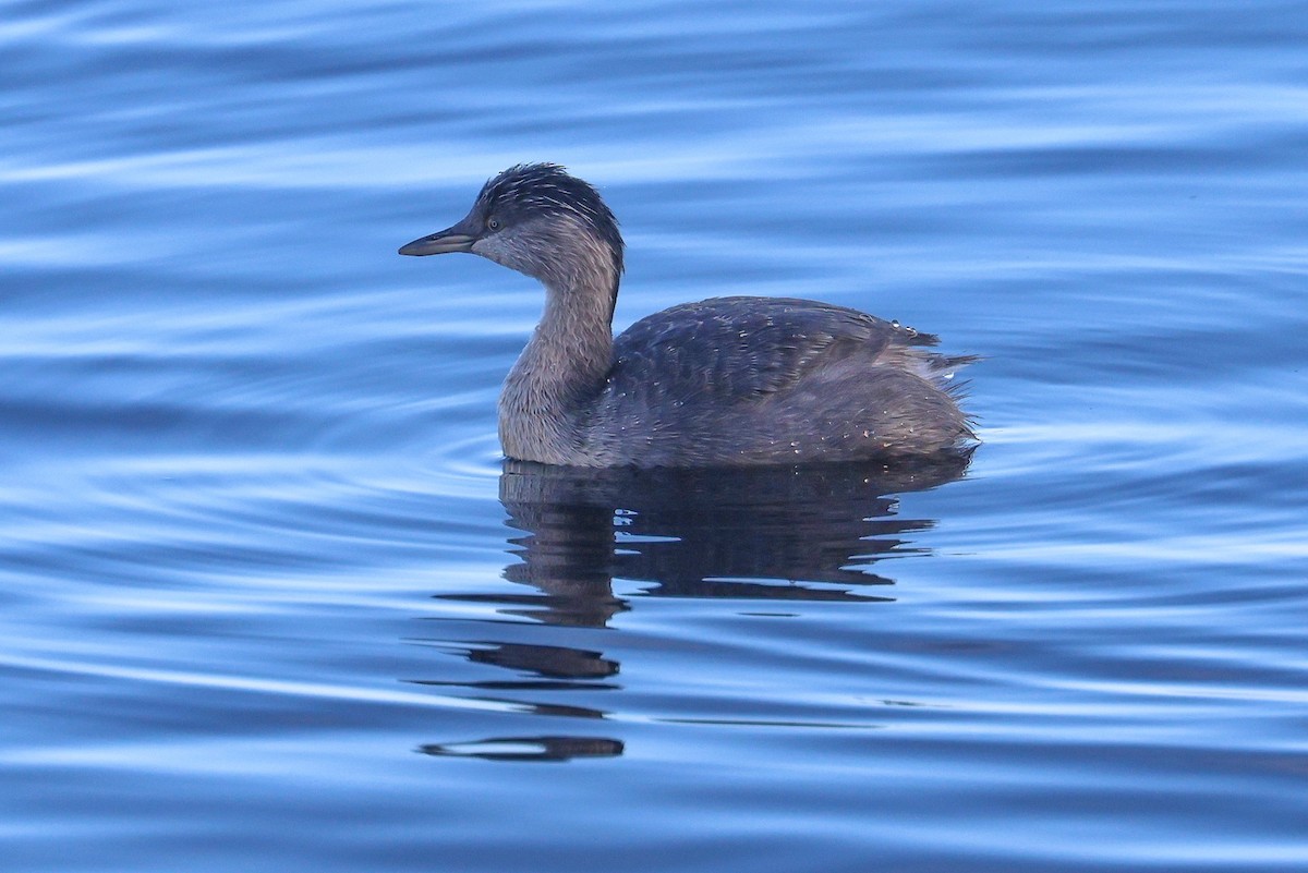 Hoary-headed Grebe - Lorix Bertling