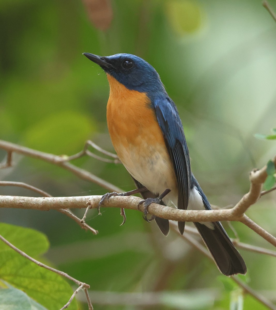 Tickell's Blue Flycatcher - Shashidhar Joshi