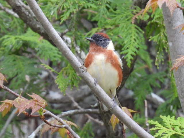 Bay-breasted Warbler - Joe McGill