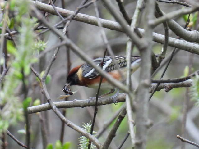 Bay-breasted Warbler - Joe McGill