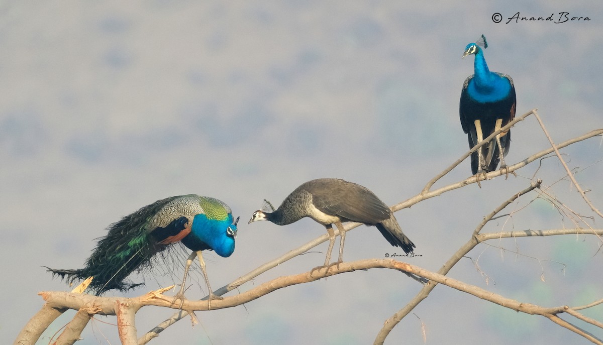 Indian Peafowl - anand bora