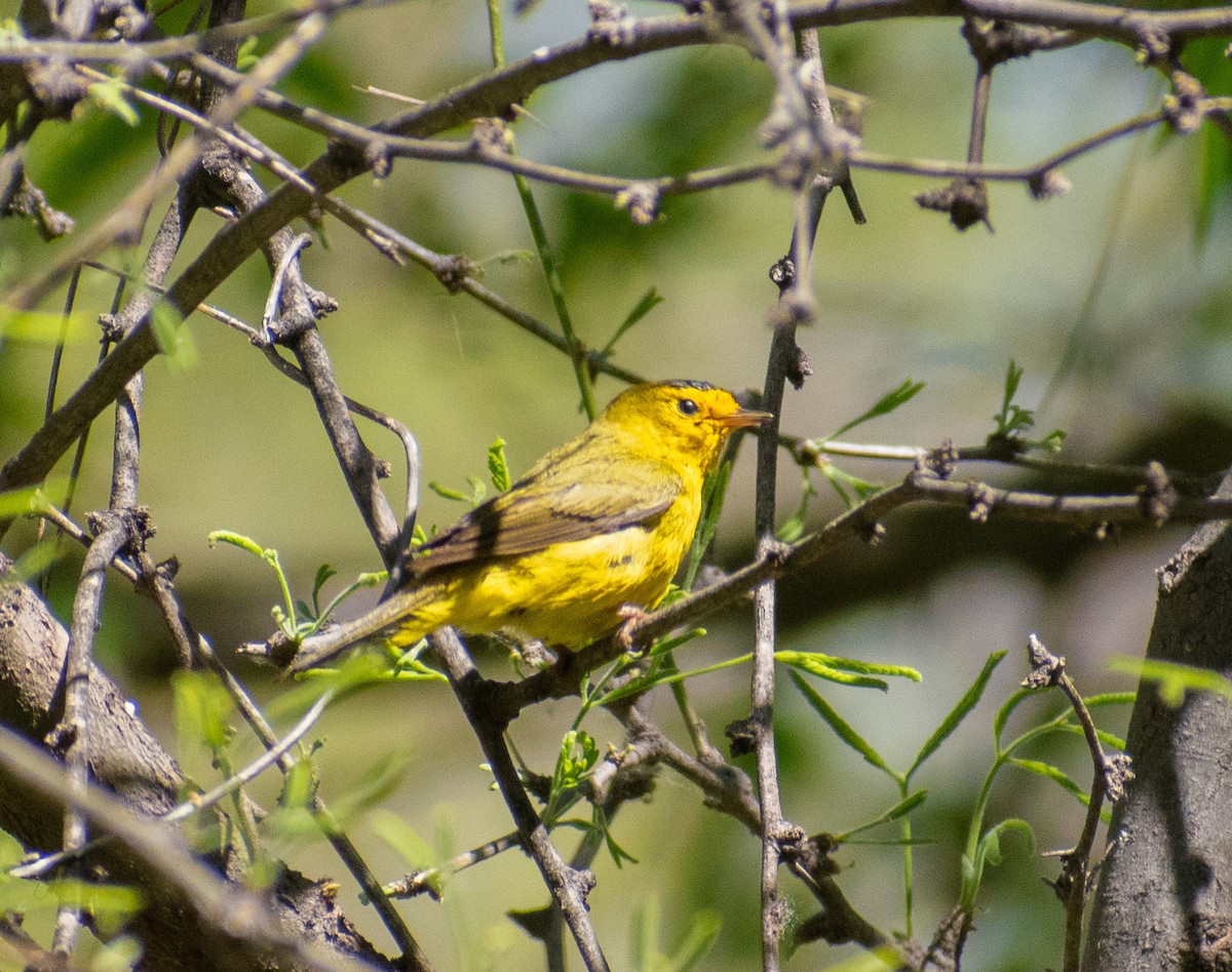 Wilson's Warbler - John Samuelson