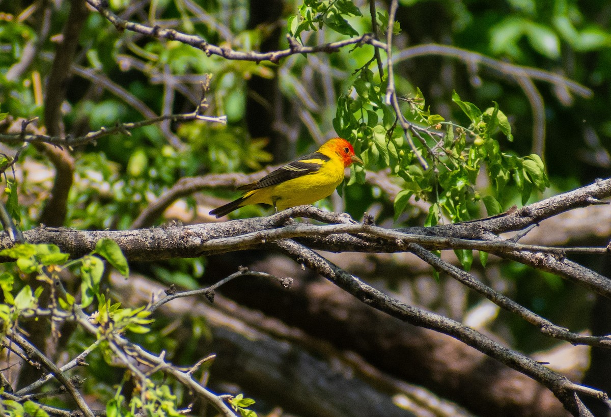 Western Tanager - John Samuelson