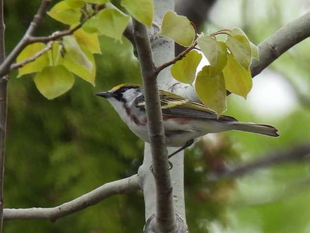 Chestnut-sided Warbler - Joe McGill