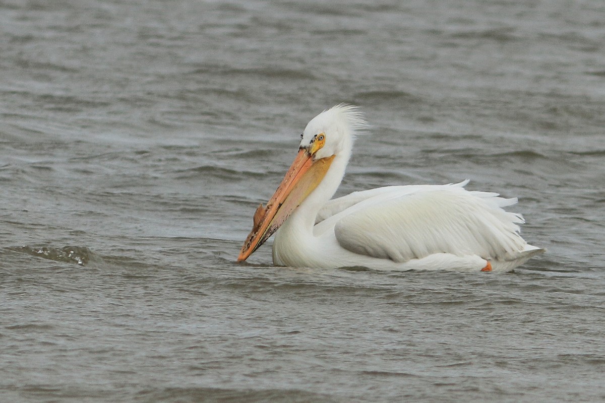 pelikán severoamerický - ML619115927