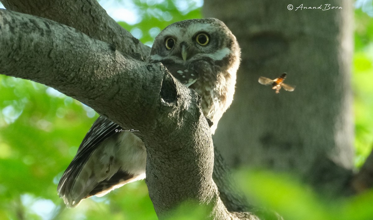 Spotted Owlet - anand bora