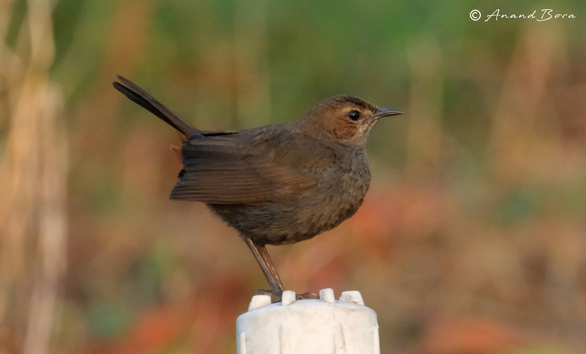 Indian Robin - anand bora