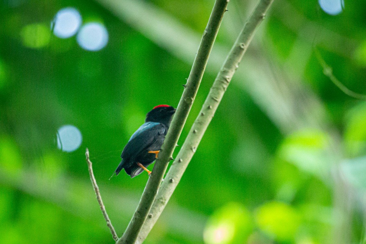 Lance-tailed Manakin - Francisco Russo