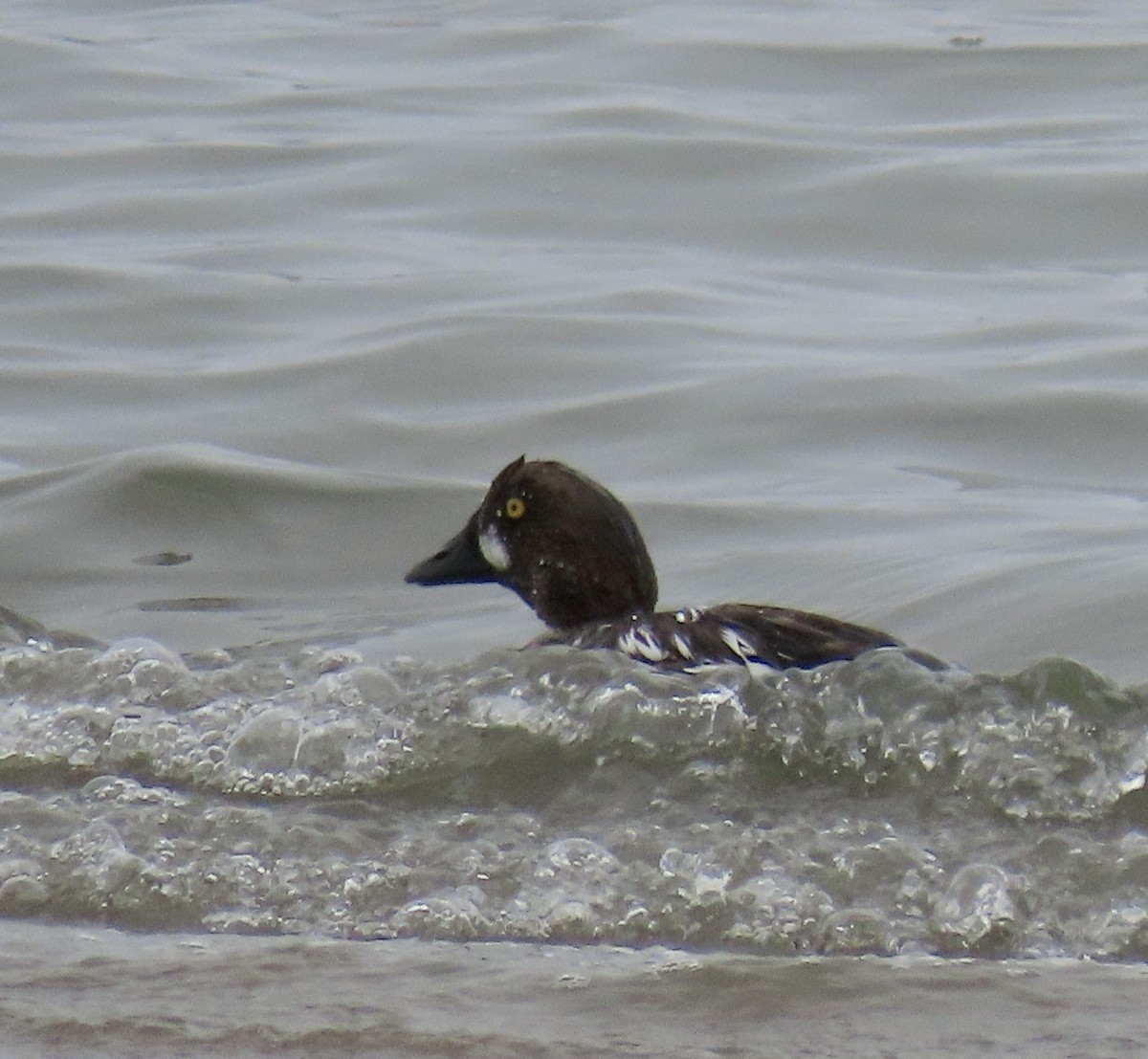 Common Goldeneye - George Chrisman