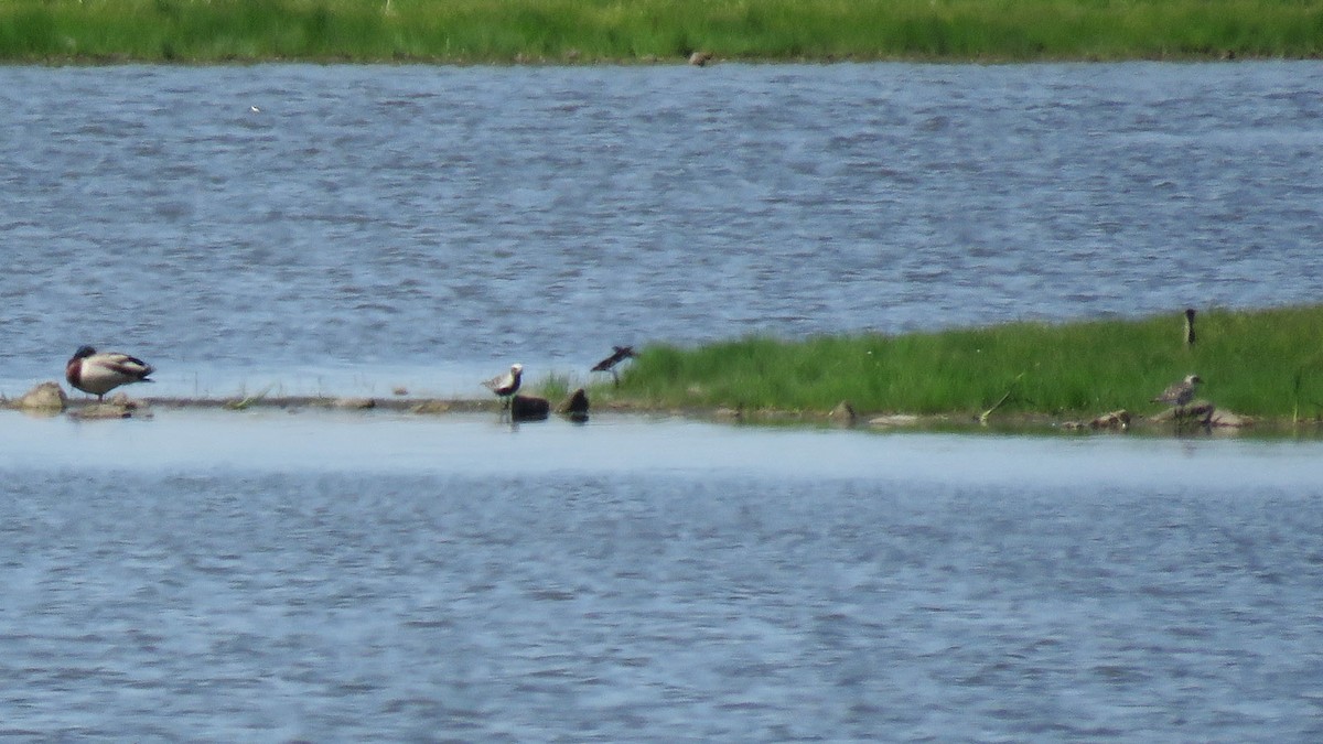 Black-bellied Plover - ML619115943