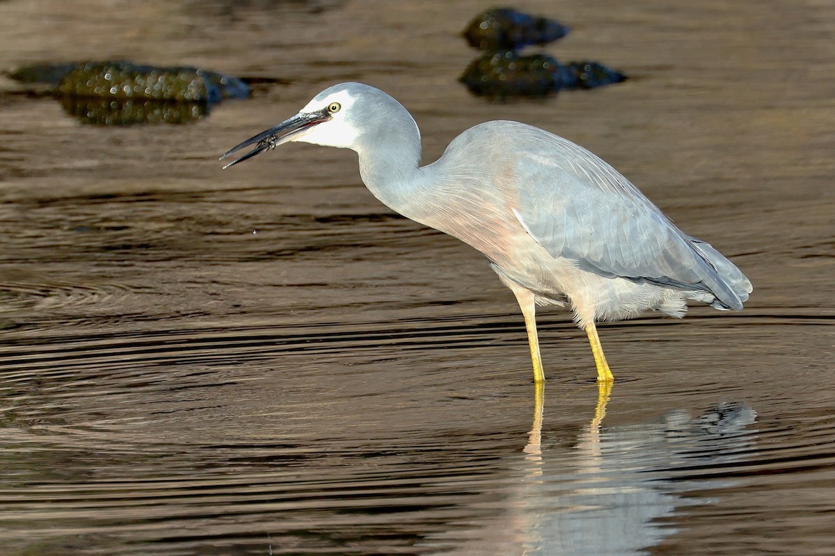 White-faced Heron - ML619115948