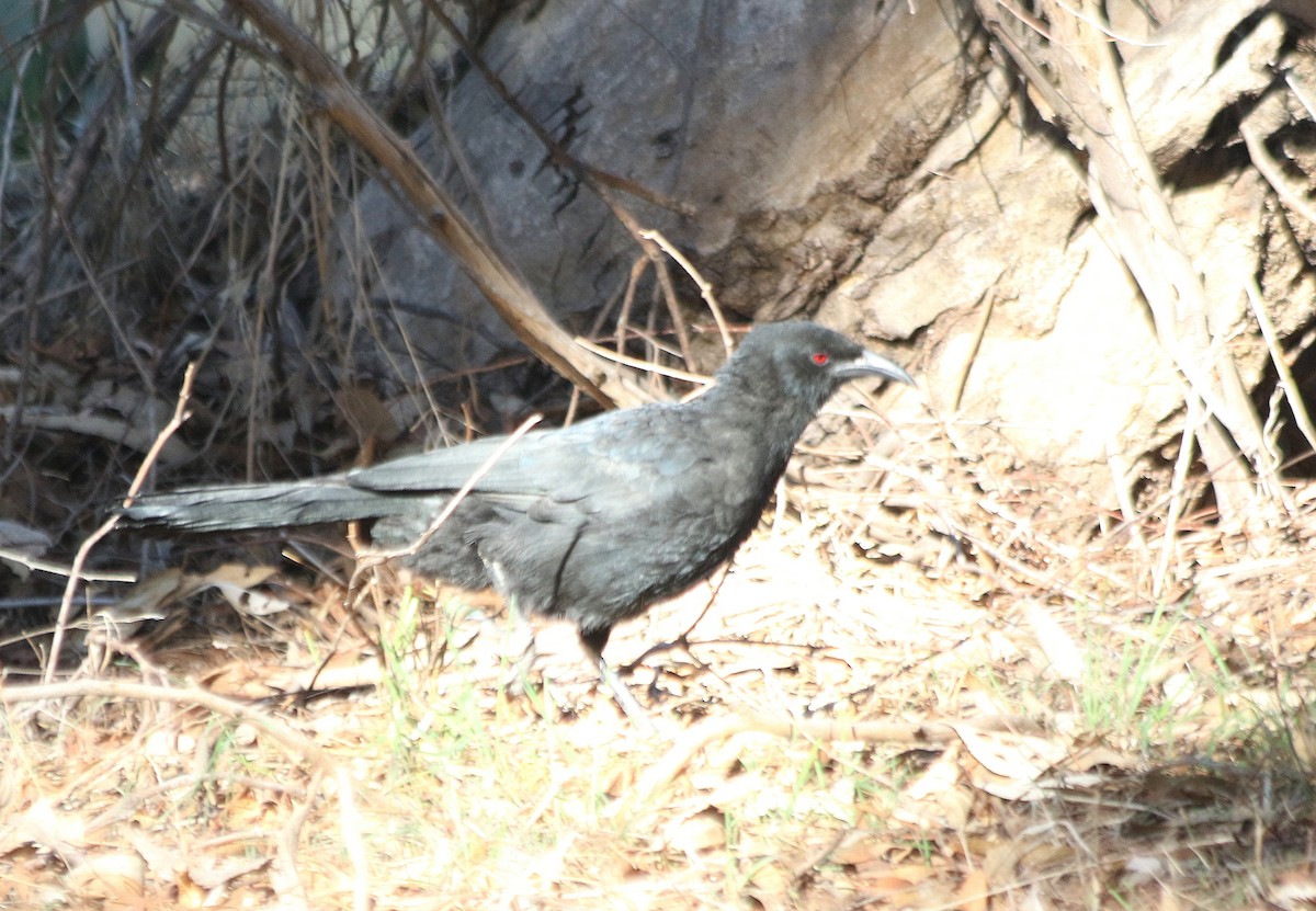 White-winged Chough - David  Mules