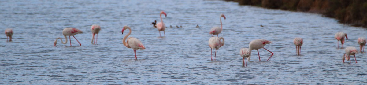 Greater Flamingo - bousquet francois