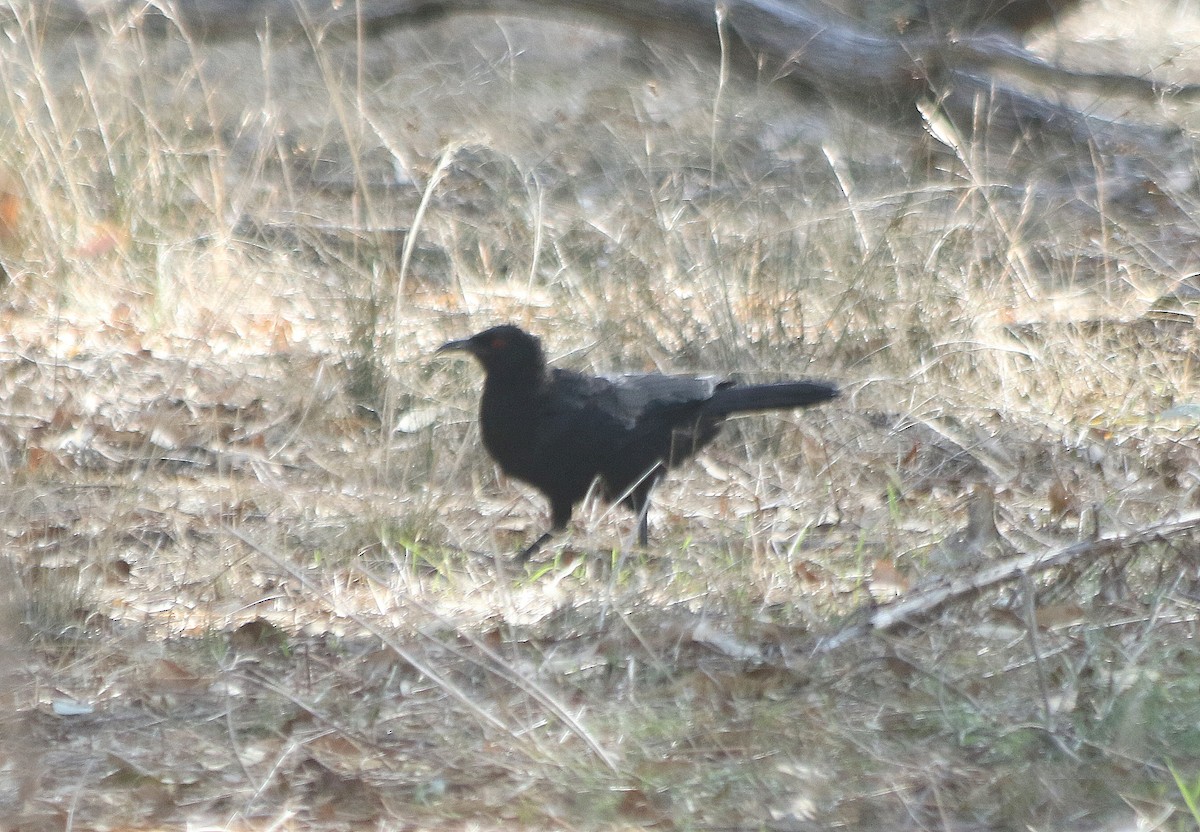 White-winged Chough - David  Mules