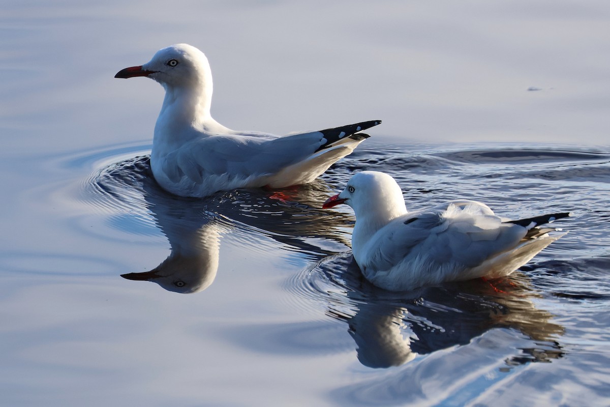 Silver Gull - Lorix Bertling