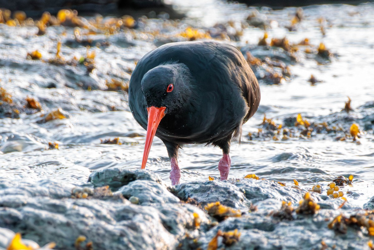 Variable Oystercatcher - Pierce Louderback