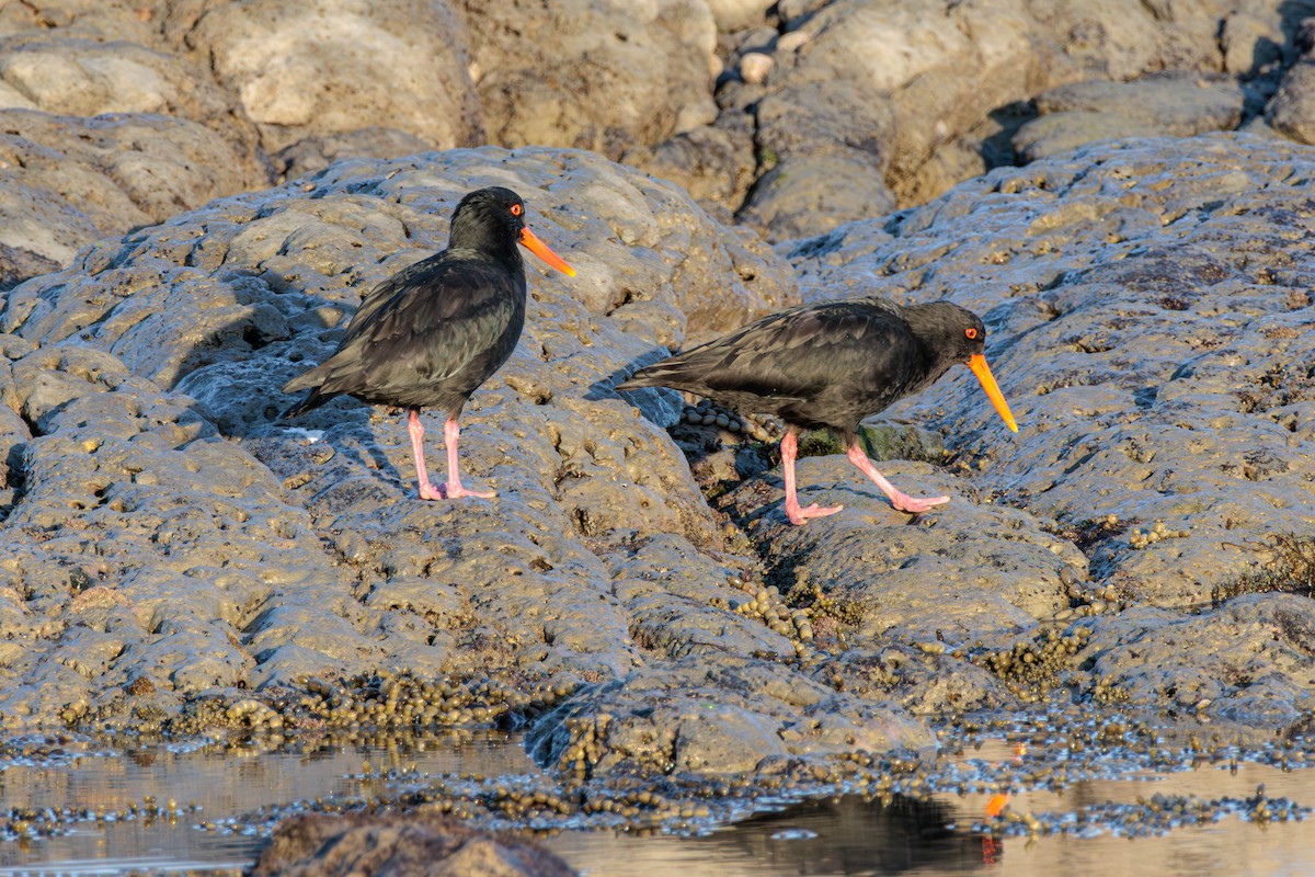 Variable Oystercatcher - Pierce Louderback