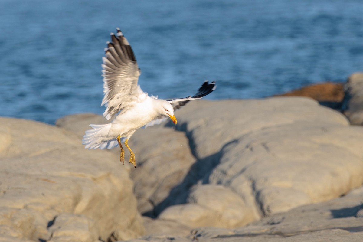 Kelp Gull - Pierce Louderback