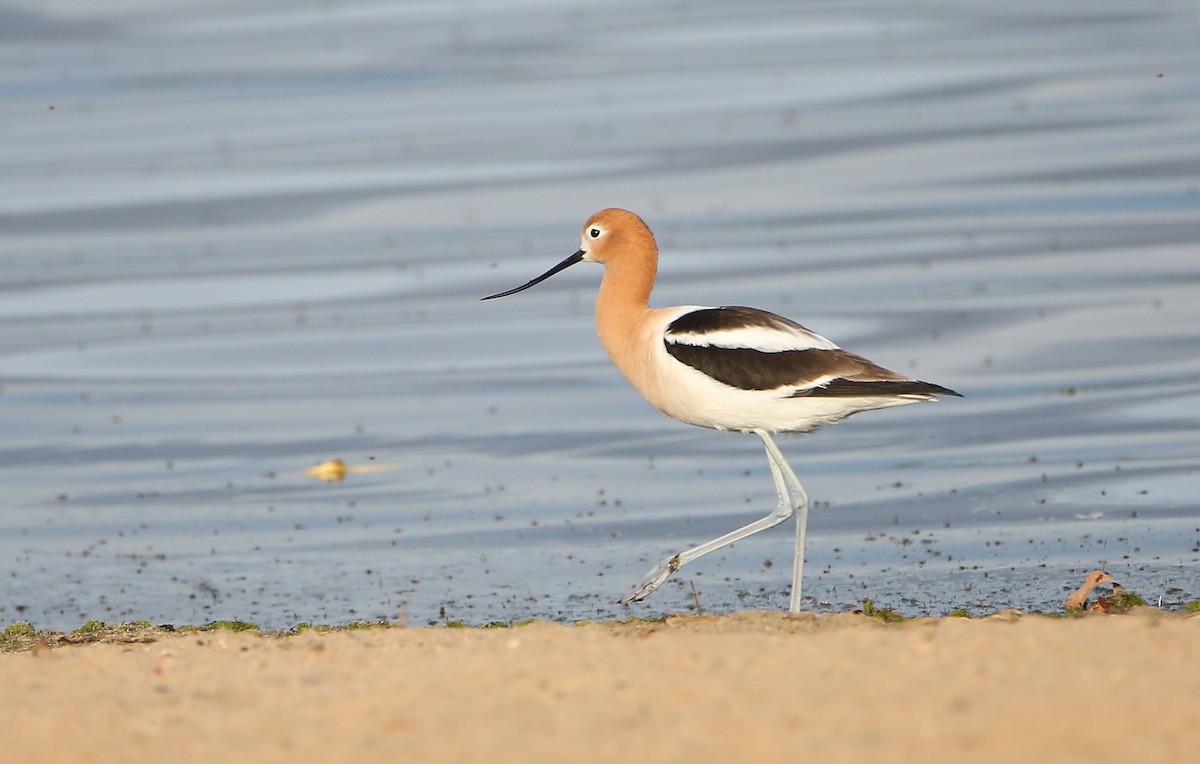 American Avocet - ML619116033