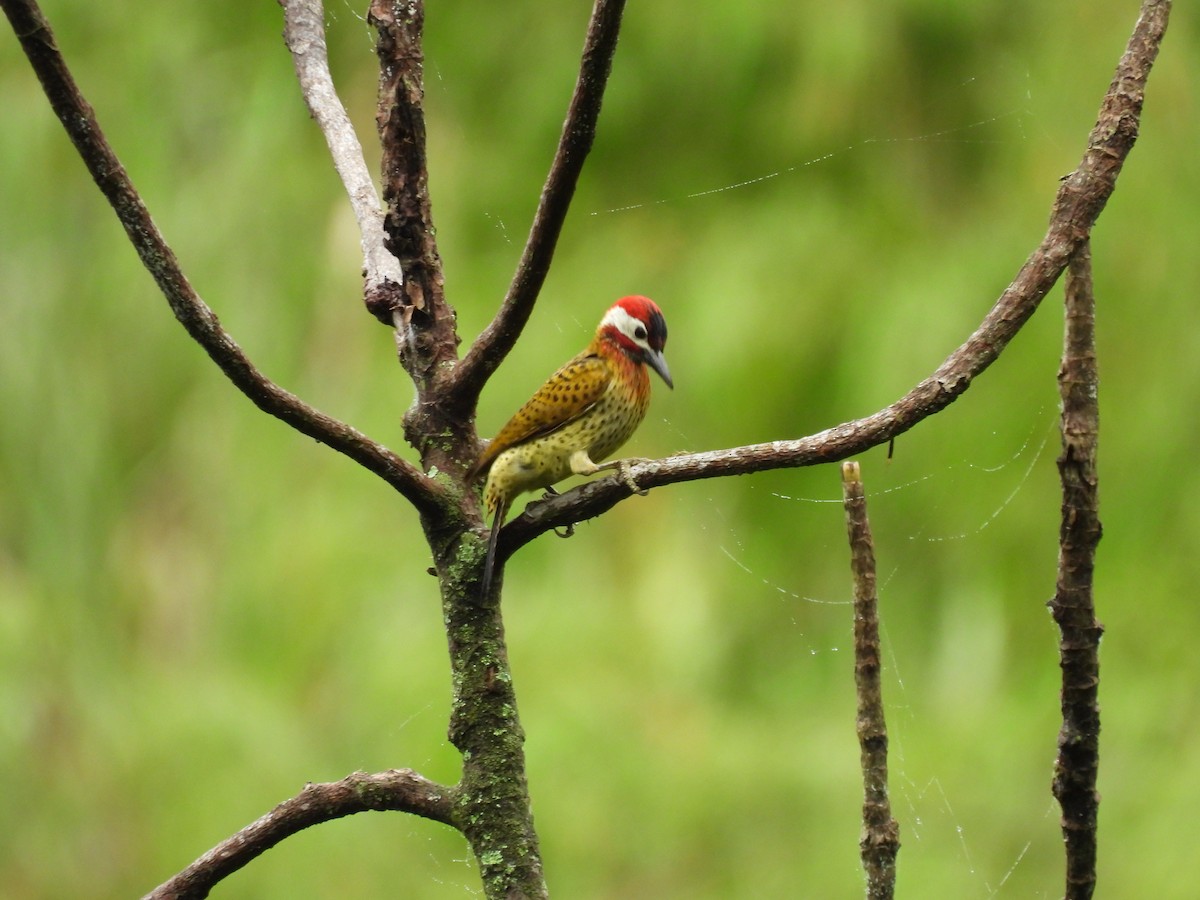 Spot-breasted Woodpecker - Bernardo José Jiménez Mejía