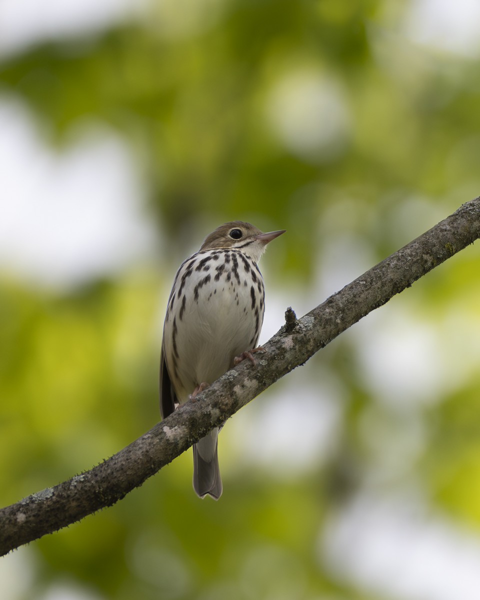 Ovenbird - Nui Esser