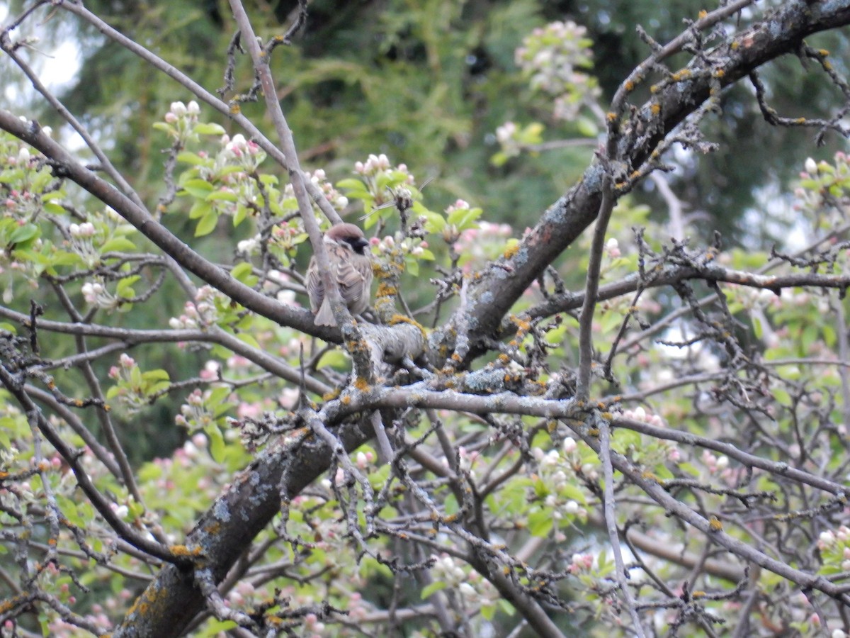 Eurasian Tree Sparrow - Luc Blanchette