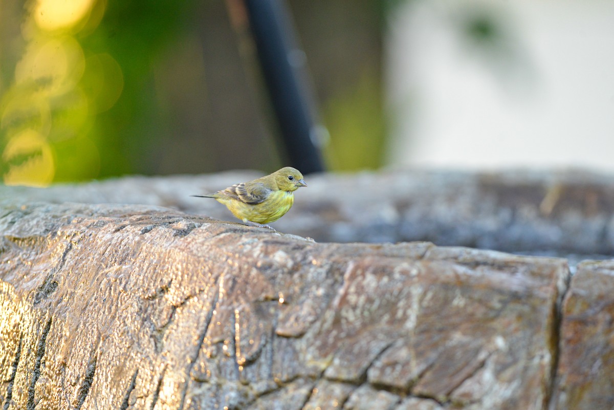 Lesser Goldfinch - Rodolfo Ramírez