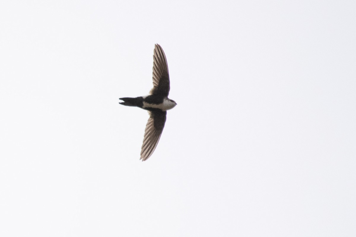 White-throated Swift - David Wade