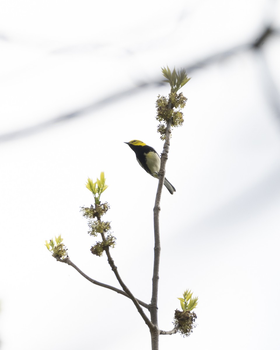 Black-throated Green Warbler - Nui Esser