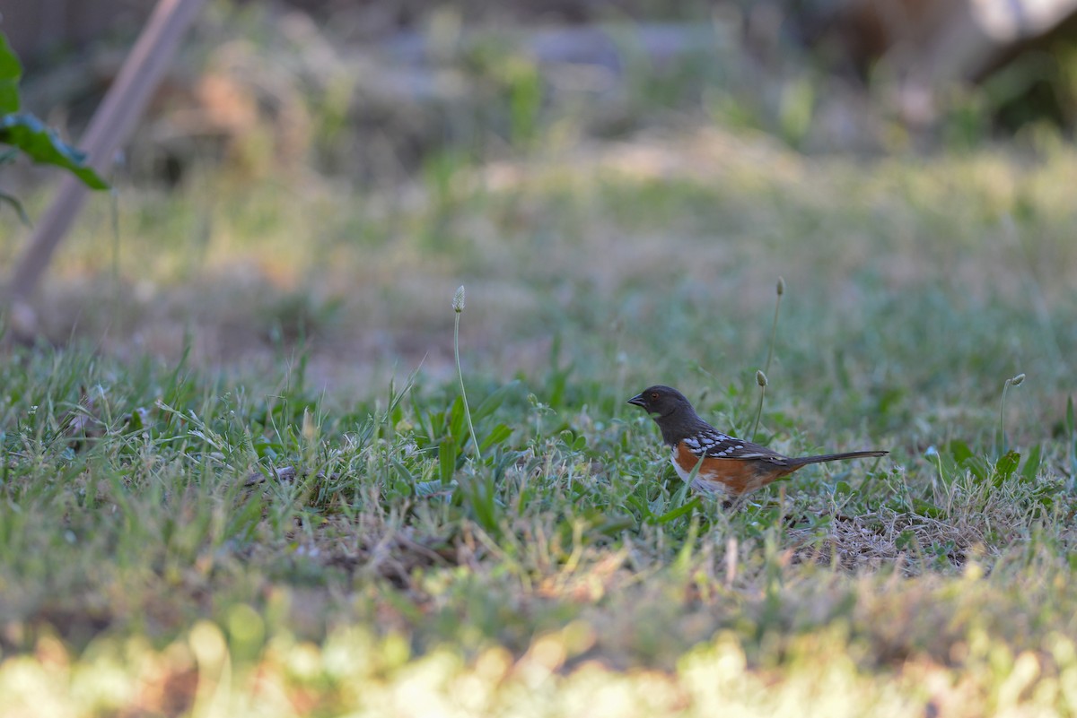 Spotted Towhee - Rodolfo Ramírez