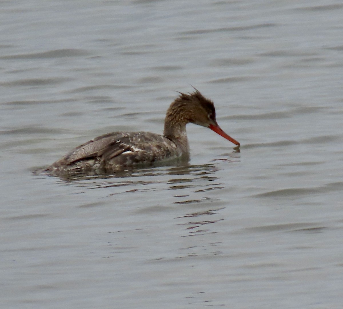 Red-breasted Merganser - George Chrisman