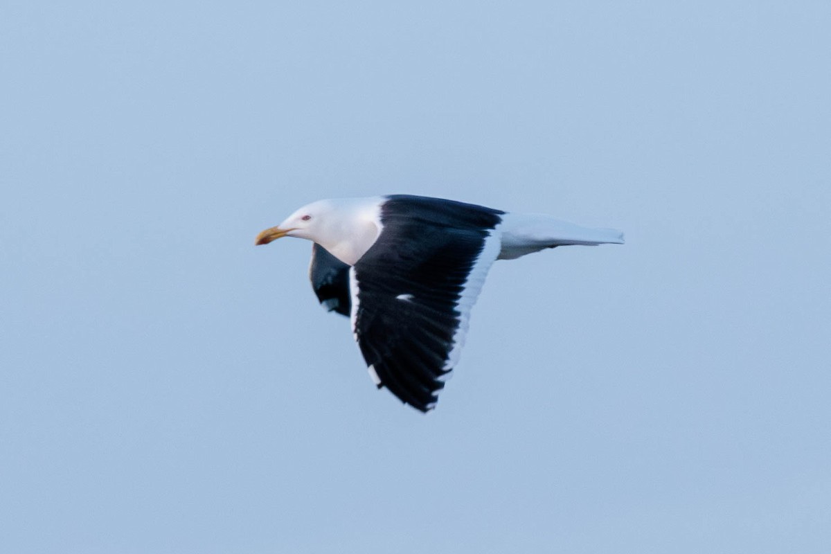 Kelp Gull - Pierce Louderback