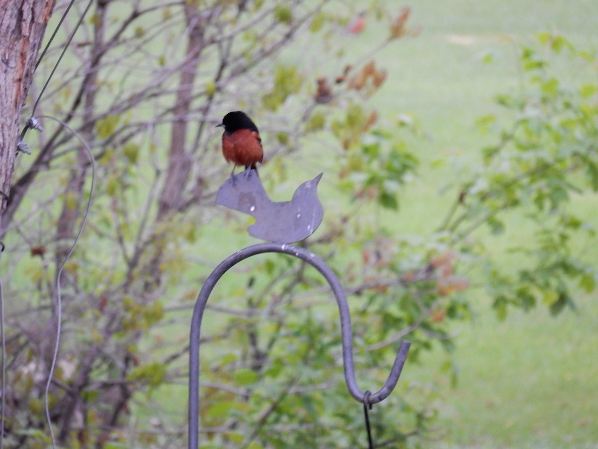 Orchard Oriole - Luc Blanchette