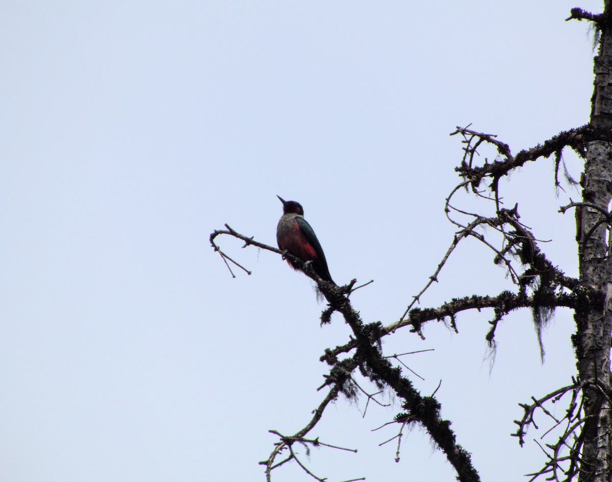 Lewis's Woodpecker - ML619116093