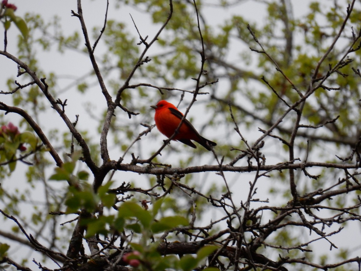 Scarlet Tanager - Luc Blanchette