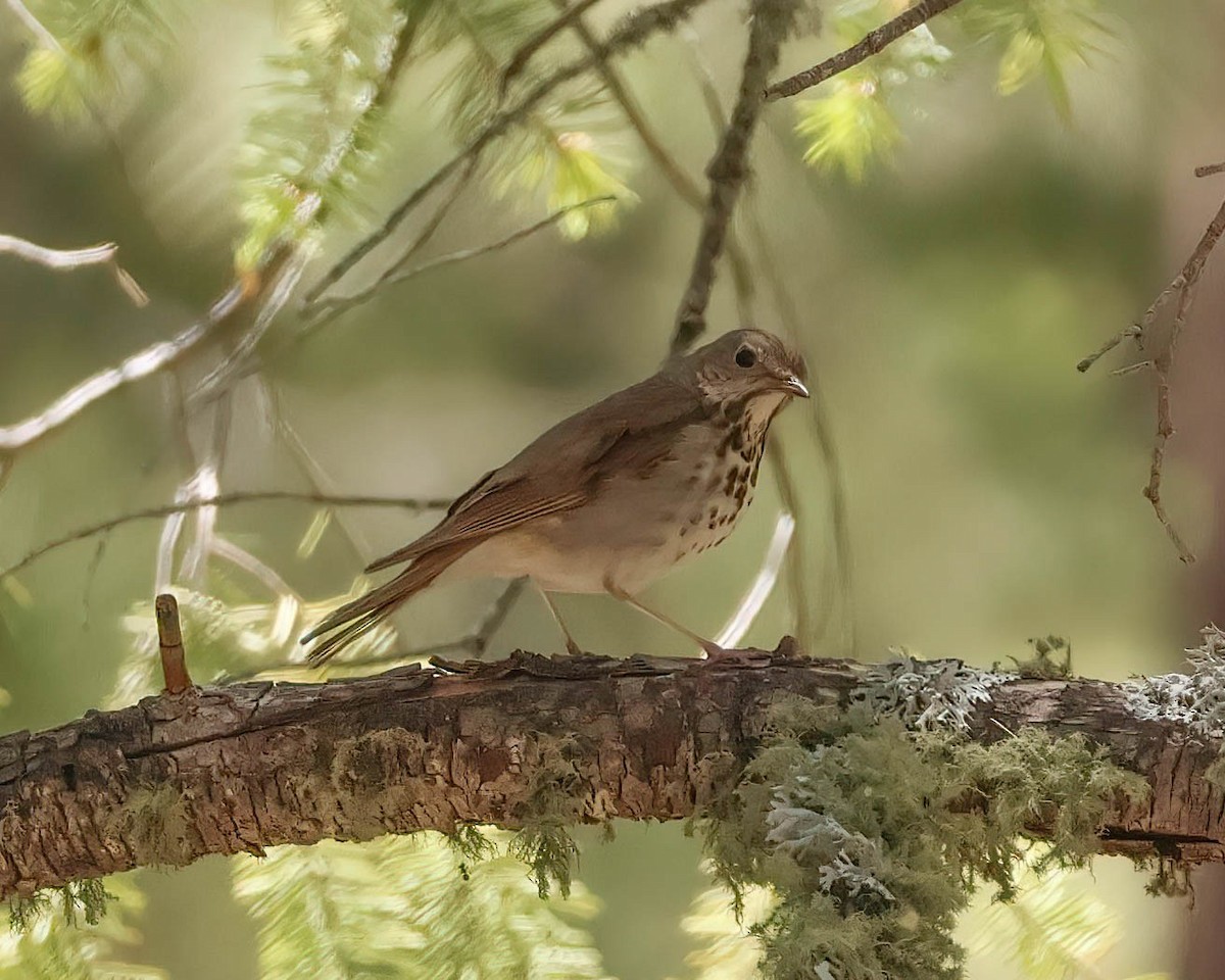 Swainson's Thrush - ML619116100