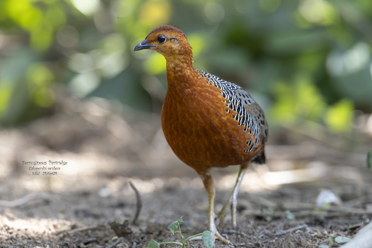 Ferruginous Partridge - Kenneth Cheong