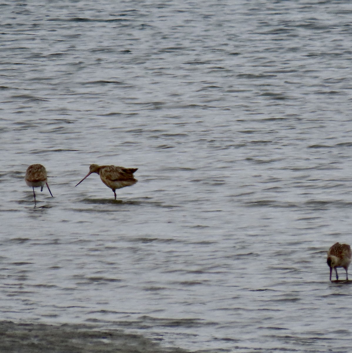 Marbled Godwit - George Chrisman