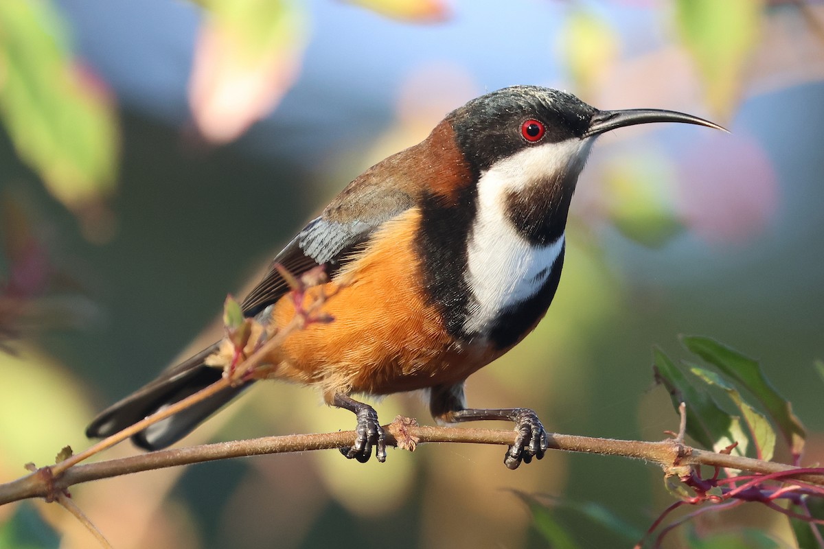 Eastern Spinebill - Lorix Bertling