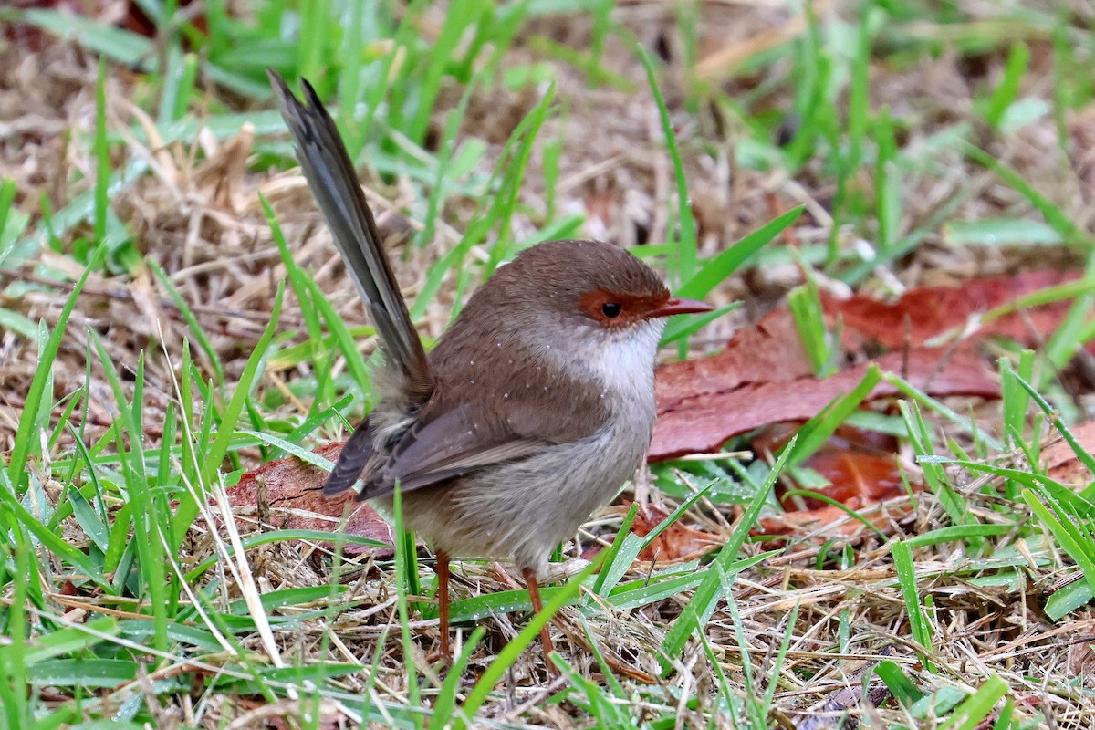 Superb Fairywren - ML619116192