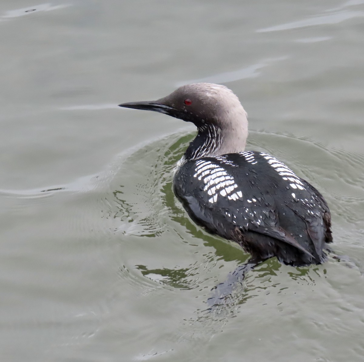 Pacific Loon - ML619116193