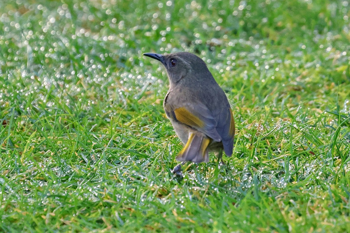 Crescent Honeyeater - Lorix Bertling