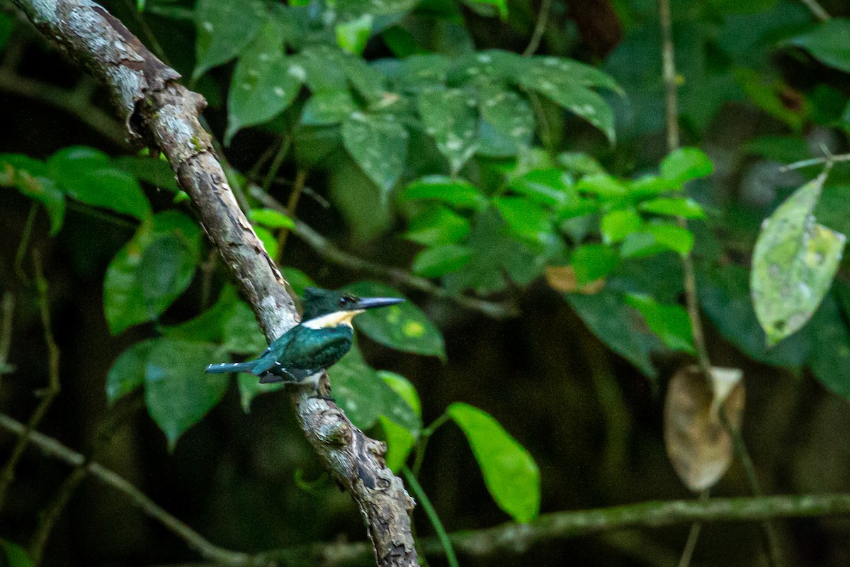Green Kingfisher - Francisco Russo
